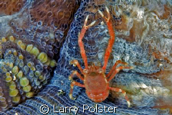 Unknown reef crab, Gangga Island, D2X, 60mm by Larry Polster 